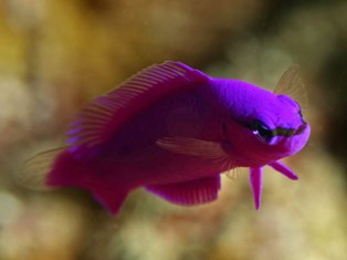 pseudochromis fridmani